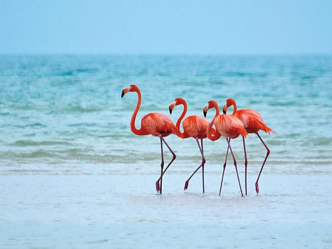 Mi Habitat Holbox-Maravilla Natural ภายนอก รูปภาพ